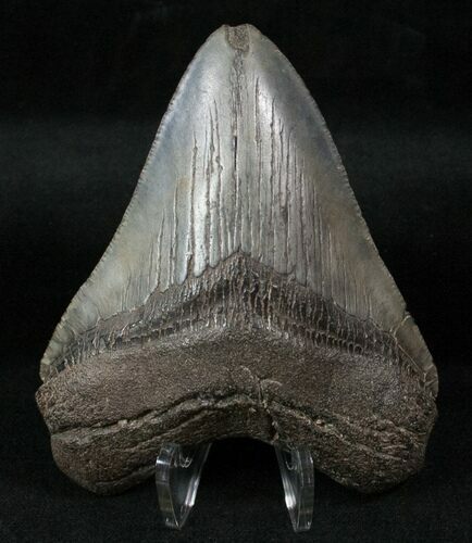 Fossil Megalodon Tooth #13375